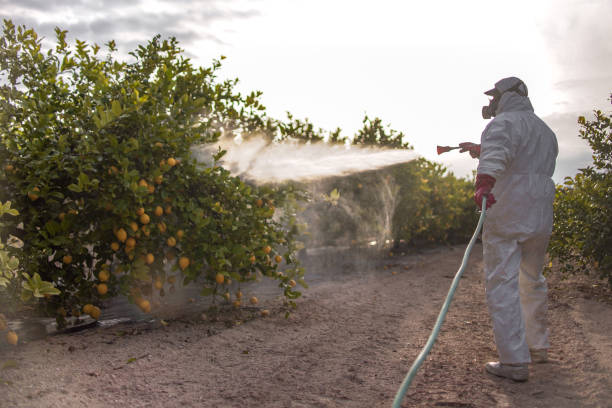 Wasp Removal Services in Fowler, IN