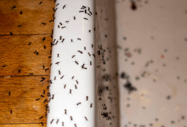 Trusted Fowler, IN Pest Control Experts